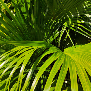 雷狮顶安迷修的生育
